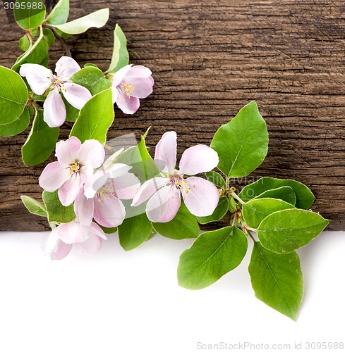 Image of apple flowers branch 