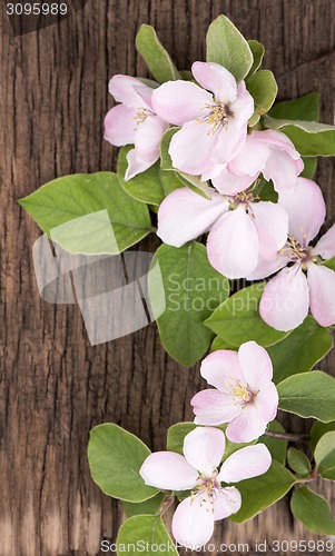 Image of apple flowers branch 