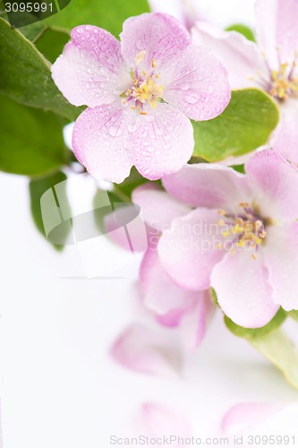 Image of apple flowers branch 