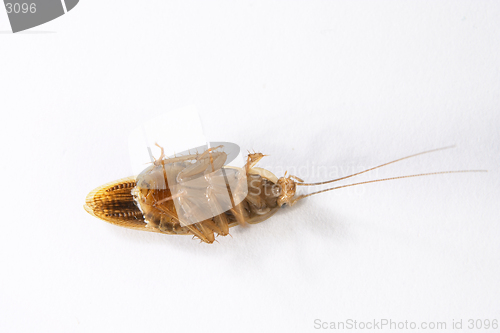Image of Cockroach 4