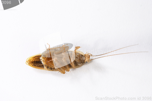Image of Cockroach 4