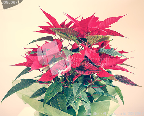 Image of Poinsettia Christmas star