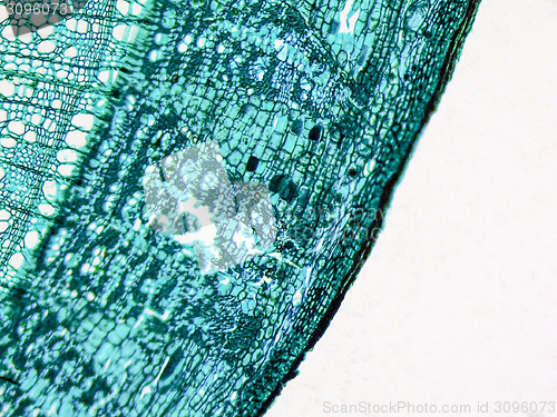 Image of Tilia stem micrograph