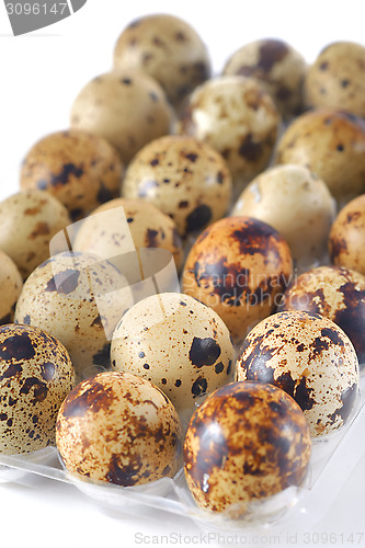 Image of quail eggs