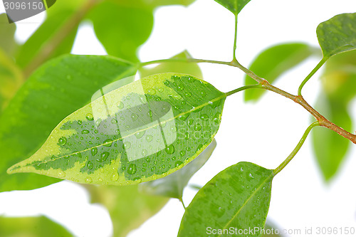 Image of ficus leaves close-up