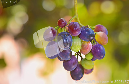 Image of unripe grapes 