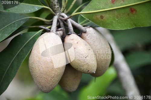 Image of Chiku fruits on the tree