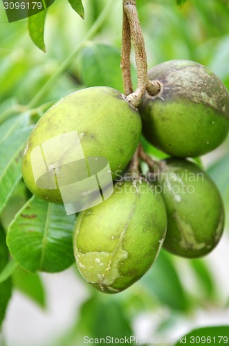 Image of Ambarella fruits on the tree