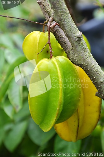 Image of Star fruits 