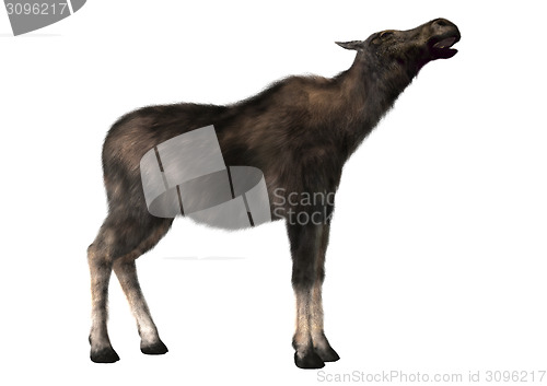 Image of Female Moose