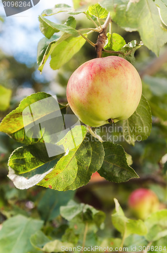 Image of Sunlit green apples on a tree branch