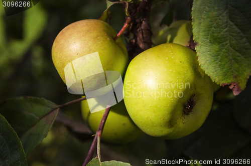Image of Sunlit green apples on a tree branch