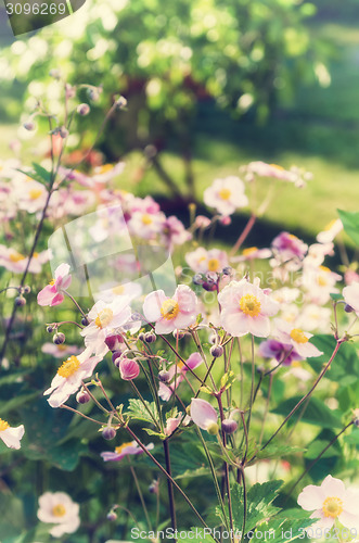 Image of Anemone japonica flowers, lit by sunlight in the garden.