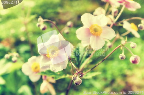 Image of Anemone japonica flowers, lit by sunlight in the garden.