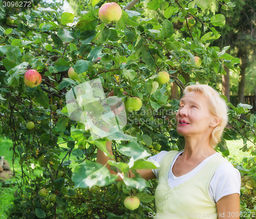 Image of Portrait of a woman collecting apples in the garden