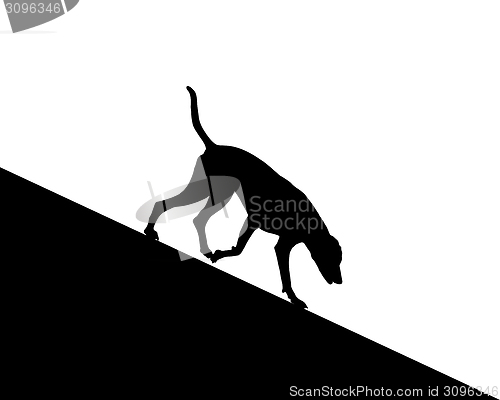 Image of Dog runs downhill