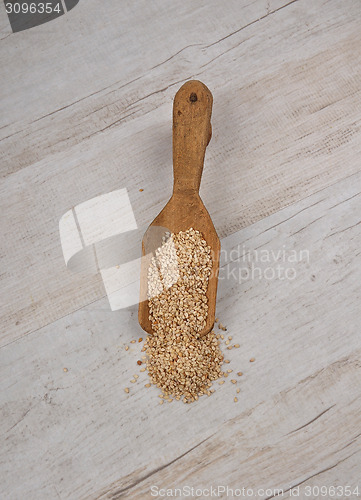 Image of Sesame on shovel