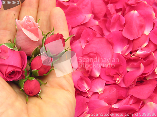 Image of Pink rose buds in open hand on petals as background