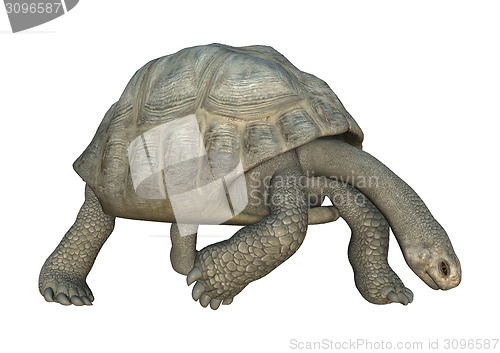 Image of Galapagos Tortoise