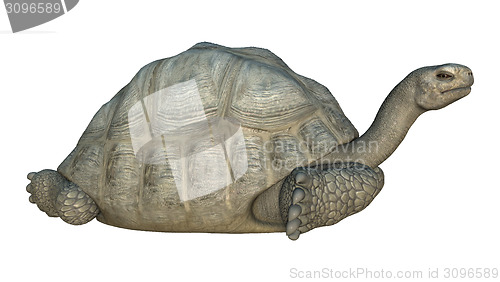 Image of Galapagos Tortoise