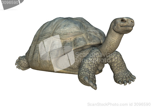 Image of Galapagos Tortoise