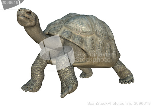 Image of Galapagos Tortoise