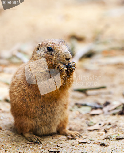 Image of Black-tailed prairie dog