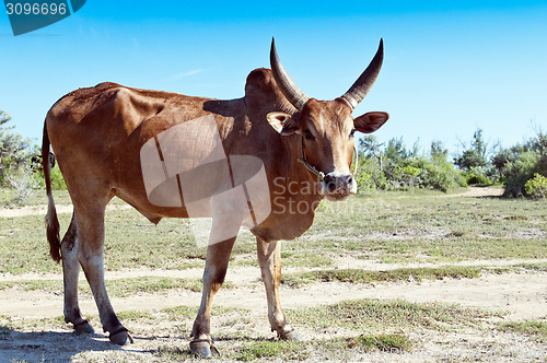 Image of Zebu 