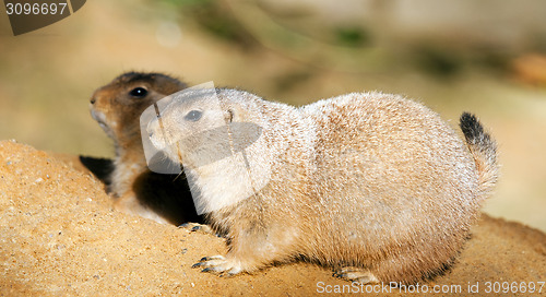 Image of Black-tailed prairie dogs