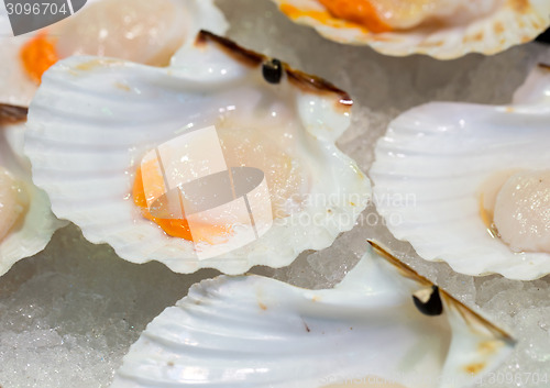 Image of Raw scallops on ice