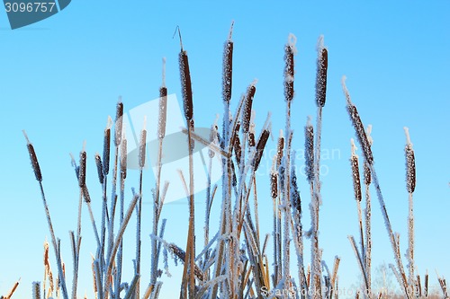 Image of Cattail frosen in snow against the blue sky background