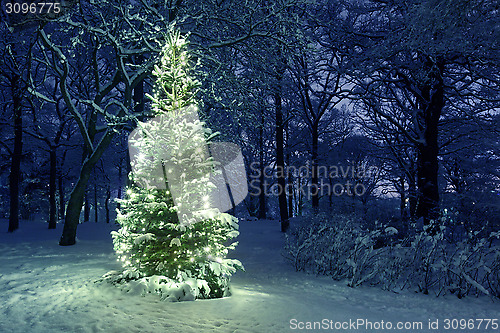 Image of Christmas Tree in Snow