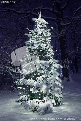 Image of 	Christmas Tree in Snow