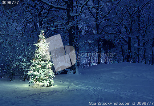 Image of Christmas Tree in Snow