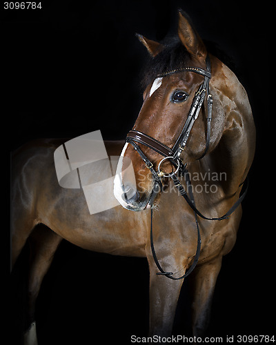 Image of riding horse in the studio