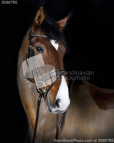 Image of head Holsteiner horse riding