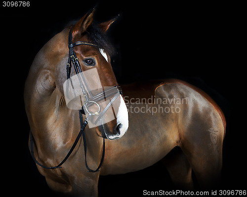 Image of Holsteiner horse with bridle