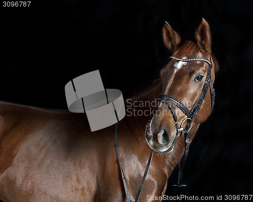 Image of Oldenburger riding horse