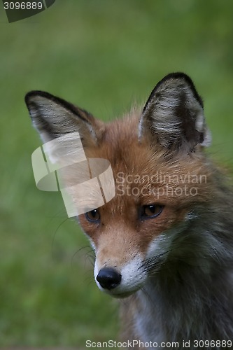 Image of fox head