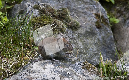 Image of mouse with peanut