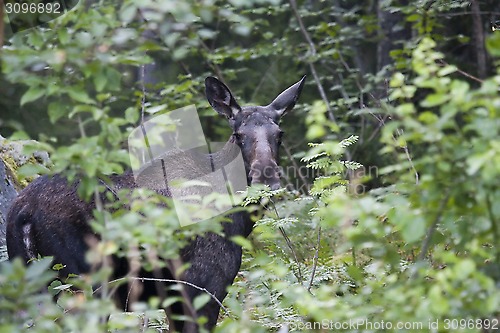 Image of moose