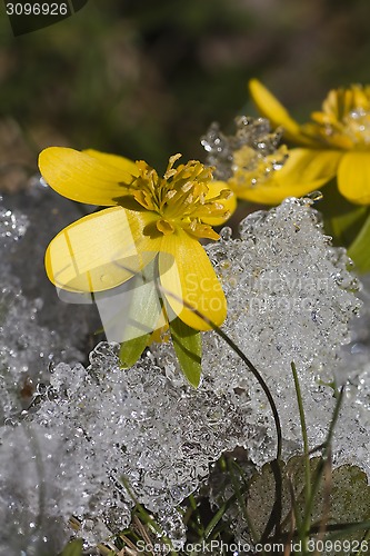 Image of winter aconites in snow