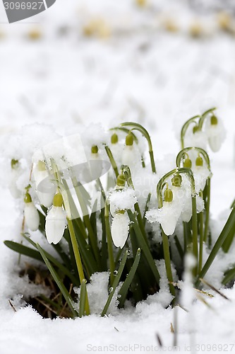 Image of snowdrops under snow