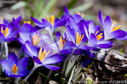 Image of blue crocus