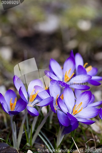 Image of blue crocus