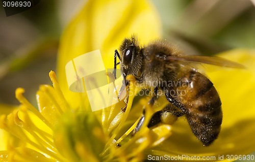 Image of honey bee