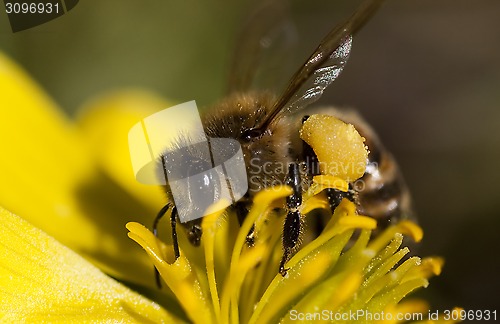 Image of honey bee