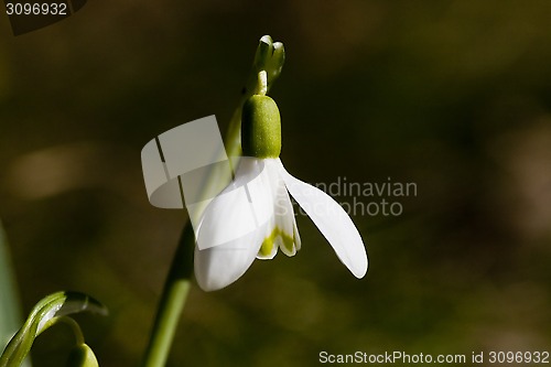 Image of snowdrop