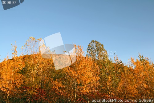 Image of Autumn forest on a hill