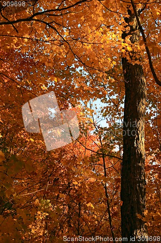 Image of Golden maple trees